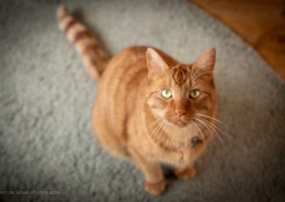 Fotografie Katten