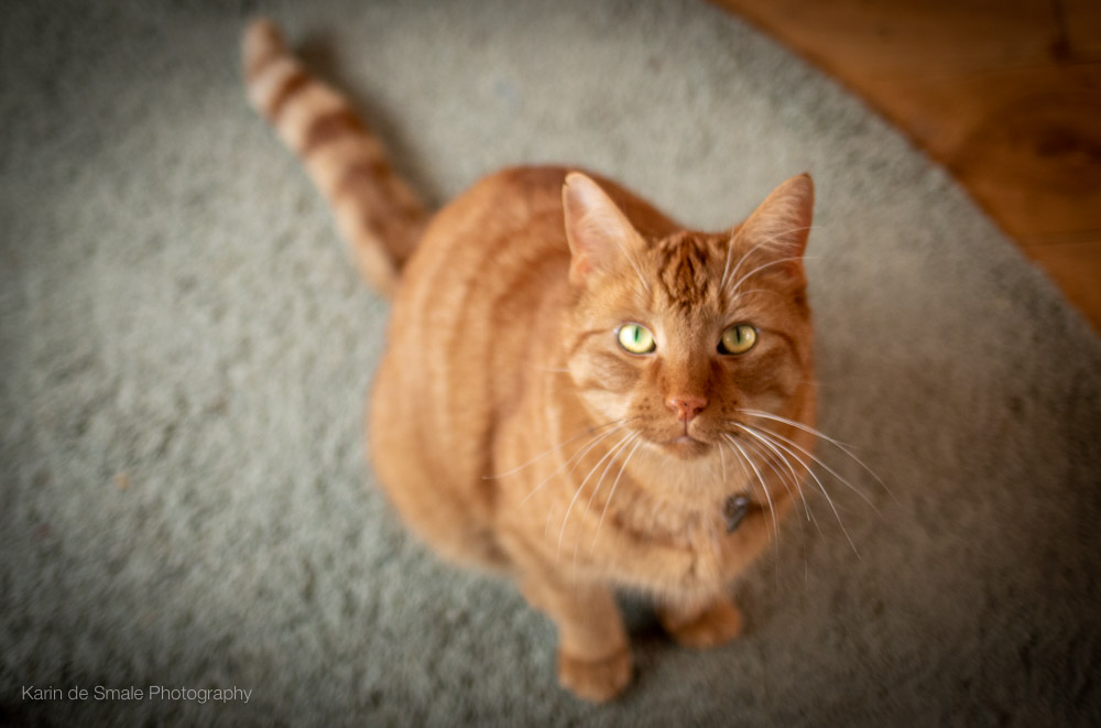 Fotografie Katten